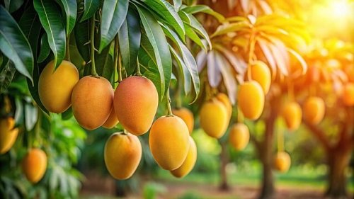 Indian Mango
